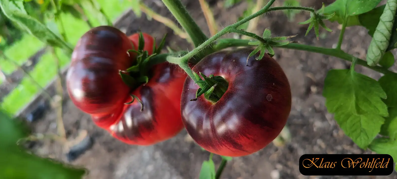 Tomaten: Blue Beauty