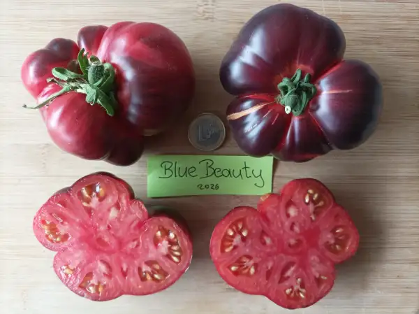 Tomaten: Blue Beauty