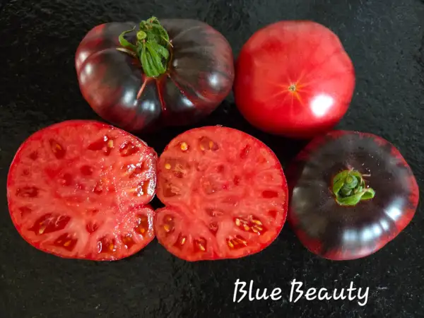 Tomaten: Blue Beauty