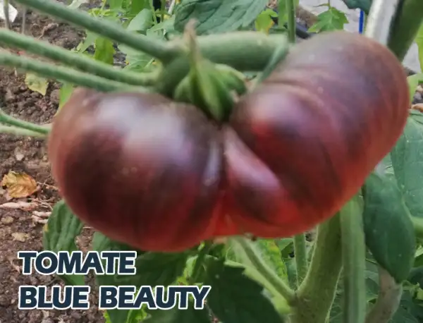 Tomaten: Blue Beauty