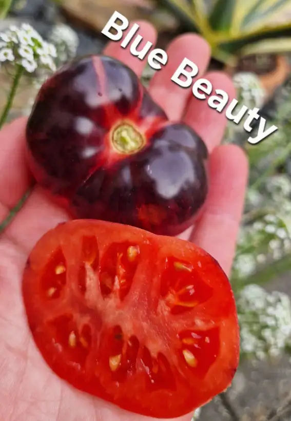 Tomaten: Blue Beauty
