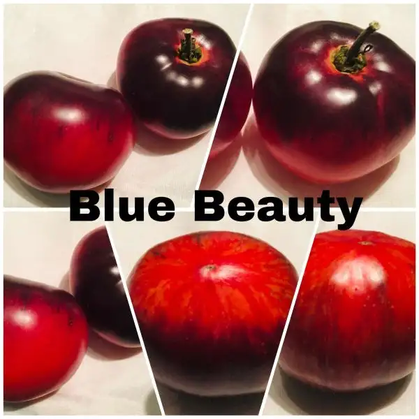 Tomaten: Blue Beauty