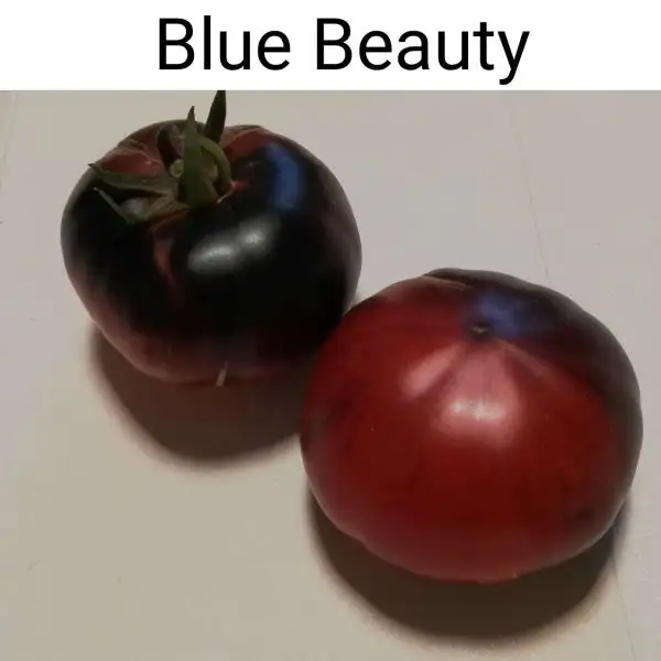 Tomaten: Blue Beauty