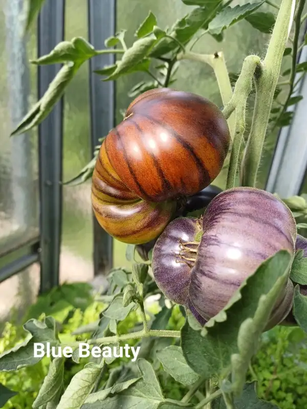 Tomaten: Blue Beauty