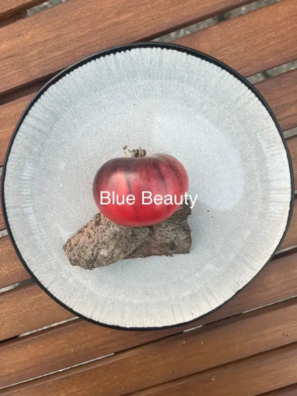 Tomaten: Blue Beauty