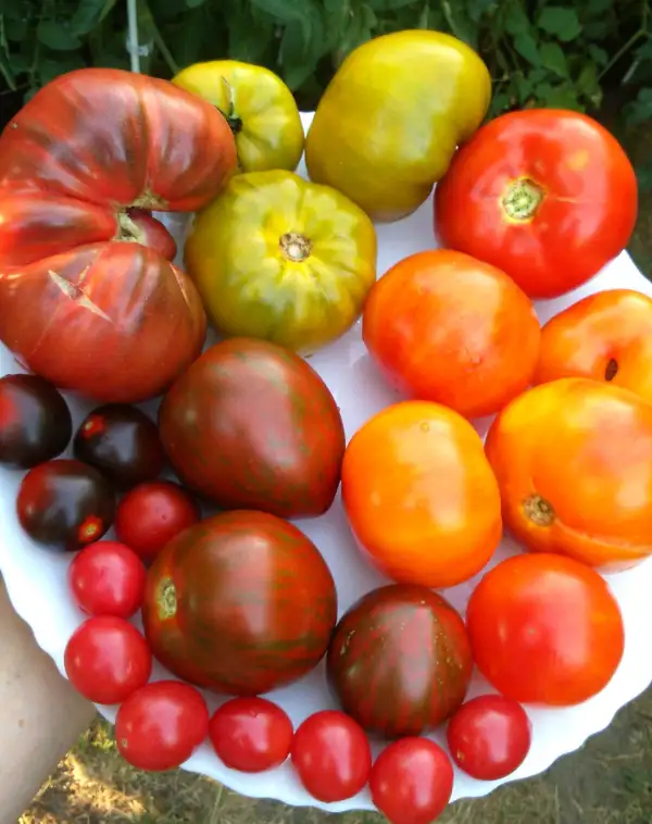 Tomaten: Blue Beauty