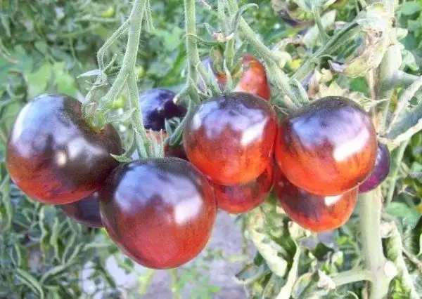 Tomaten: Blue Berry