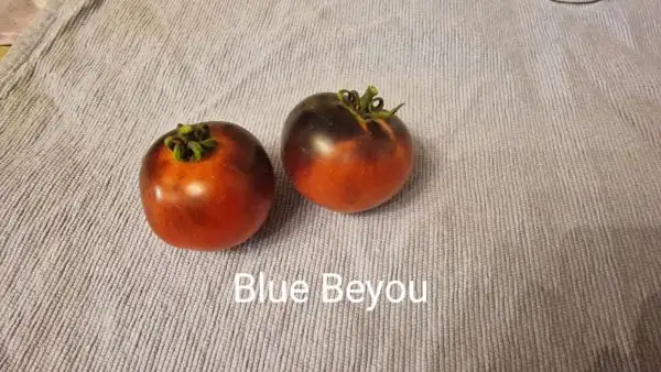 Tomaten: Blue Beyou