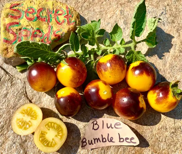 Tomaten: Blue Bumble Bee