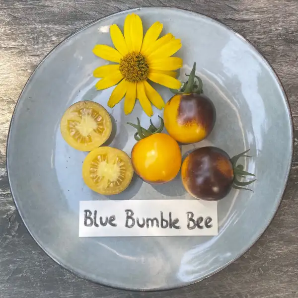 Tomaten: Blue Bumblebee