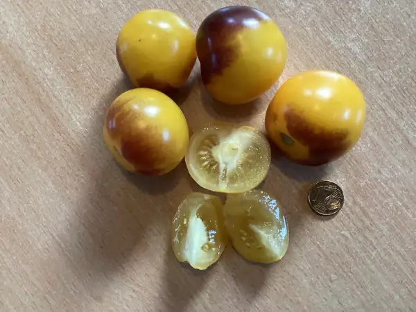 Tomaten: Blue Bumblebee