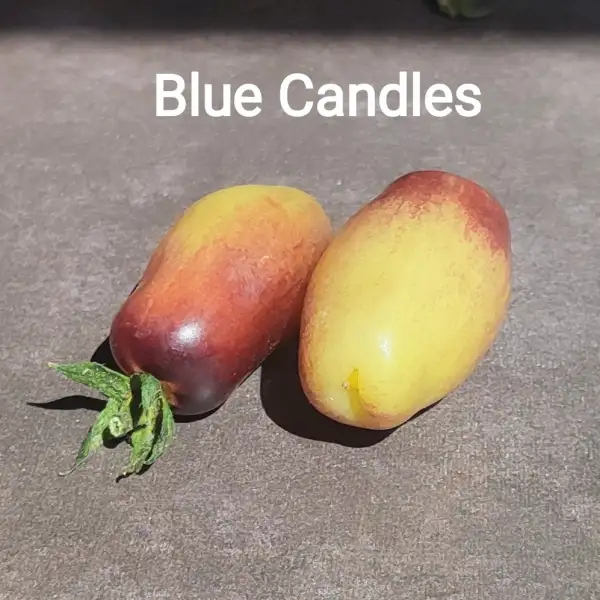 Tomaten: Blue Candles