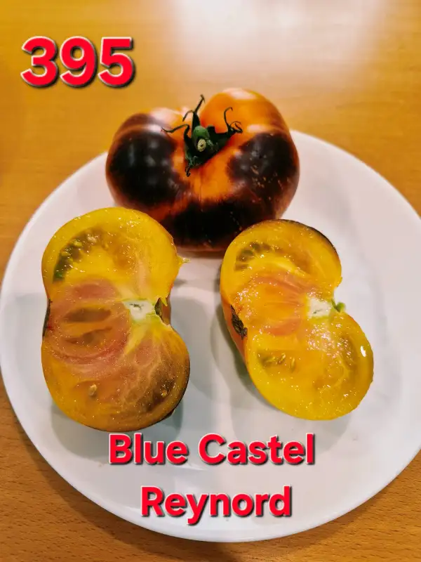 Tomaten: Blue castel Reynord