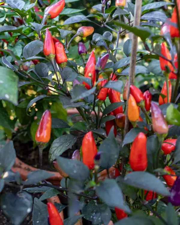 Chili / Paprika: Blue Christmas