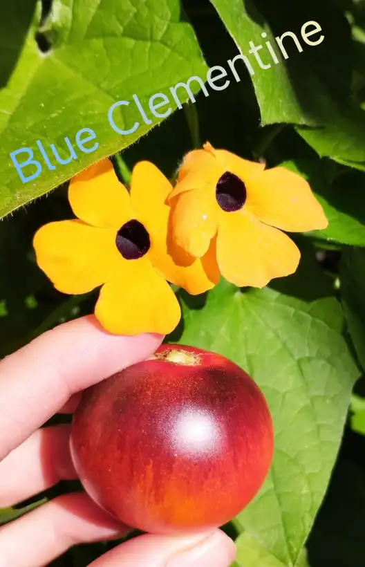 Tomaten: Blue Clementine