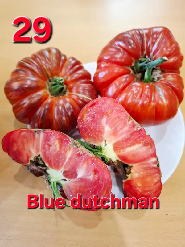 Tomaten: Blue dutchman