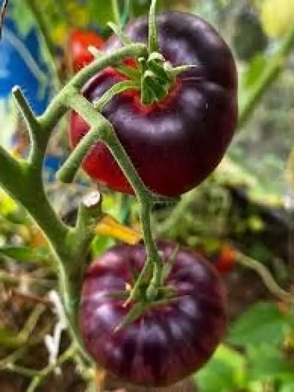 Tomaten: Blue dutchman