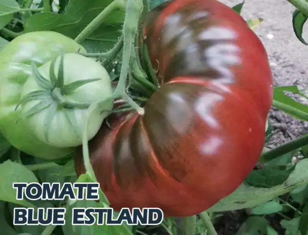 Tomaten: Blue Estland