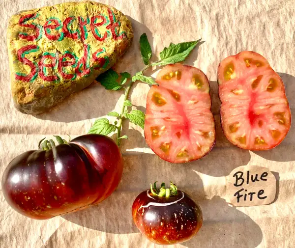 Tomaten: Blue Fire