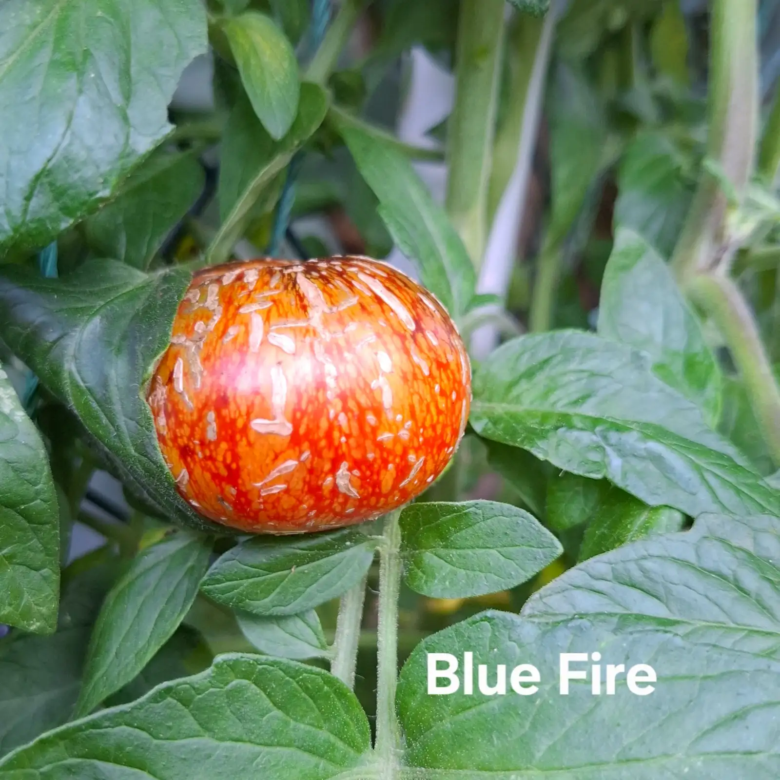 Tomaten: Blue Fire