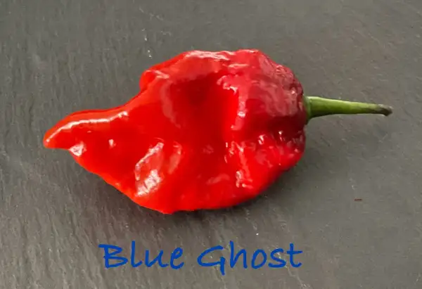 Chili / Paprika: Blue Ghost