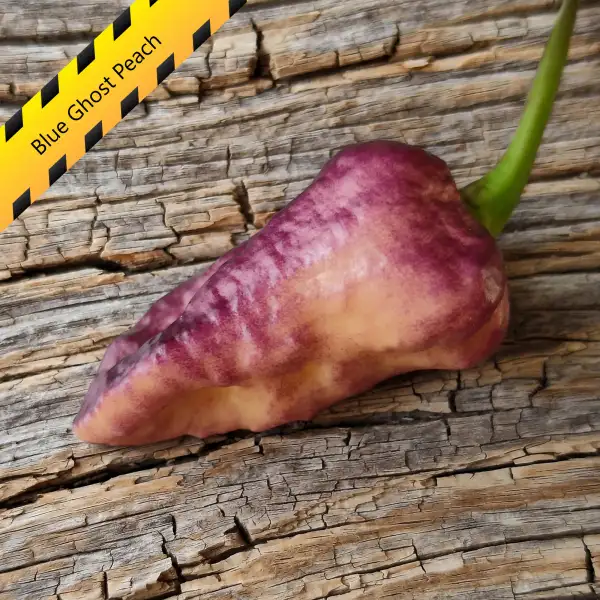Chili: Blue Ghost Peach
