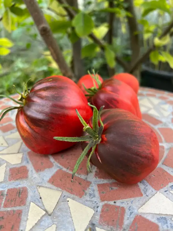 Tomaten: Blue Gigante Francese di Grenoble