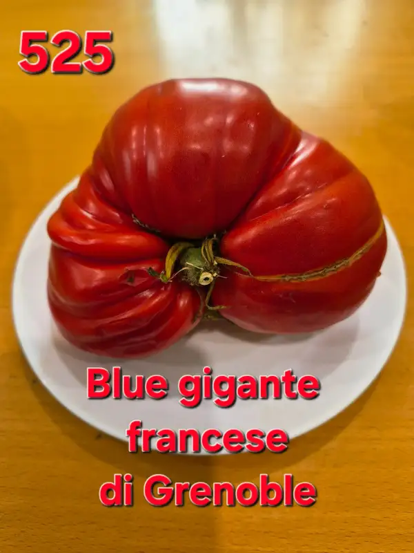 Tomaten: Blue Gigante Francese di Grenoble