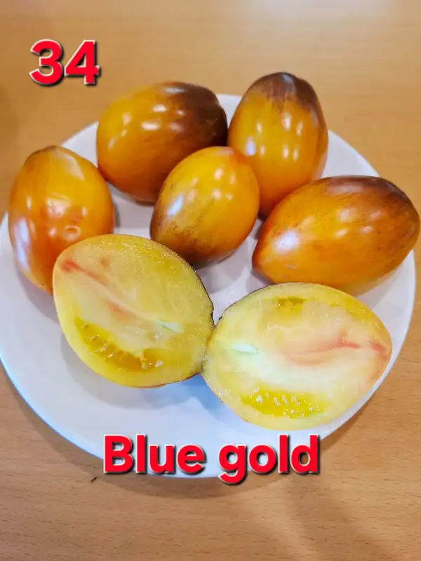 Tomaten: Blue Gold