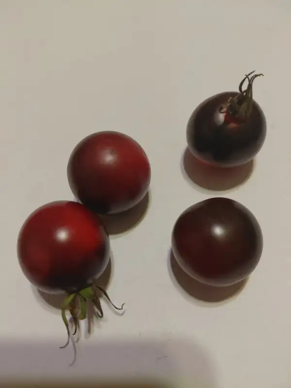 Tomaten: Blue Gold