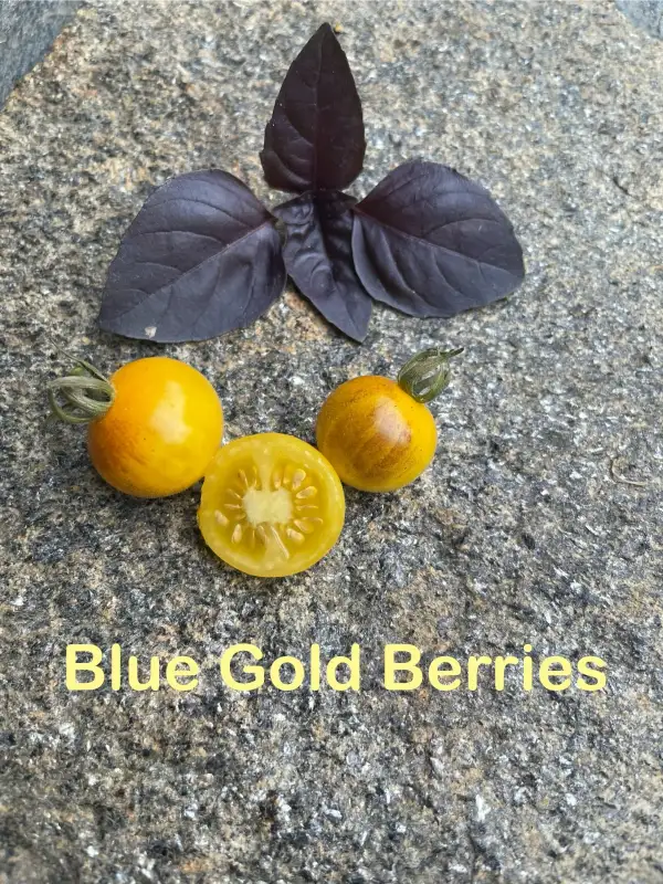 Tomaten: Blue Gold Berries