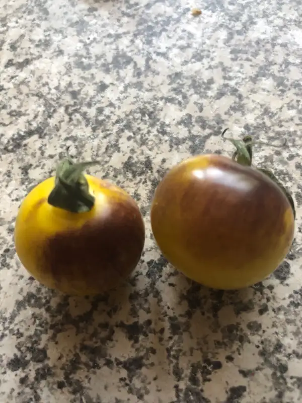 Tomaten: Blue Gold Berries