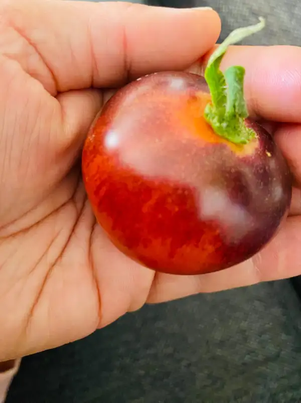 Tomaten: Blue Gold Berries