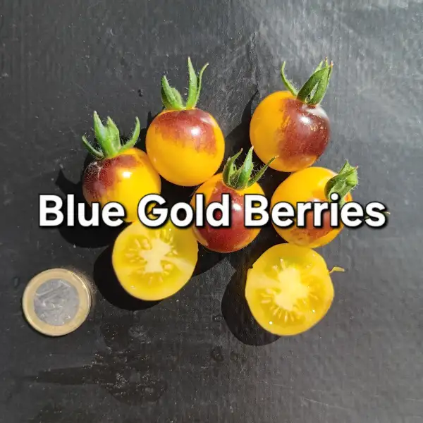 Tomaten: Blue Gold Berries