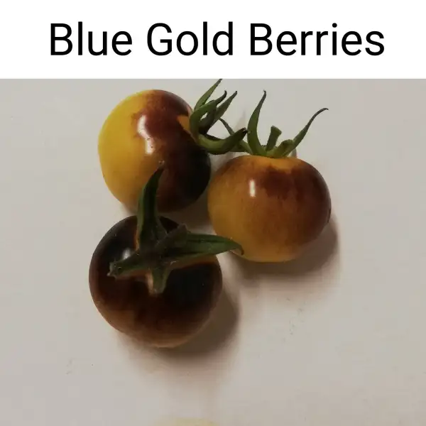 Tomaten: Blue Gold Berries