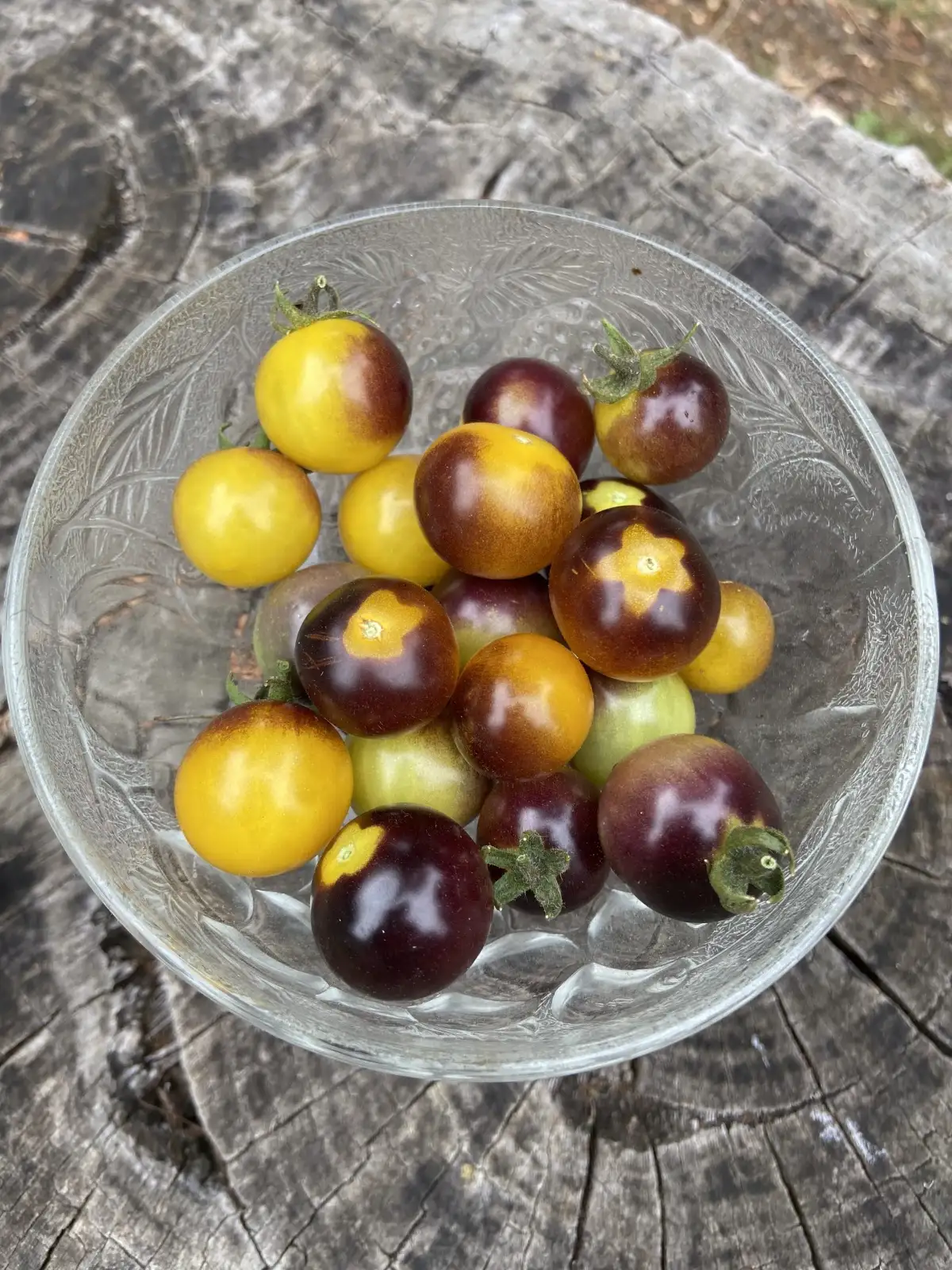 Tomaten: Blue Gold Berry