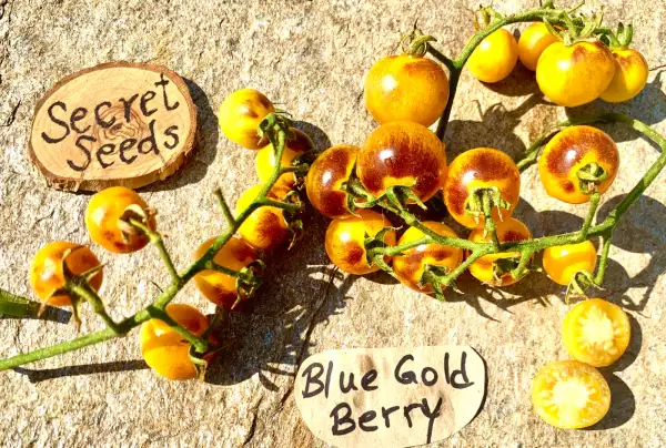 Tomaten: Blue Gold Berry