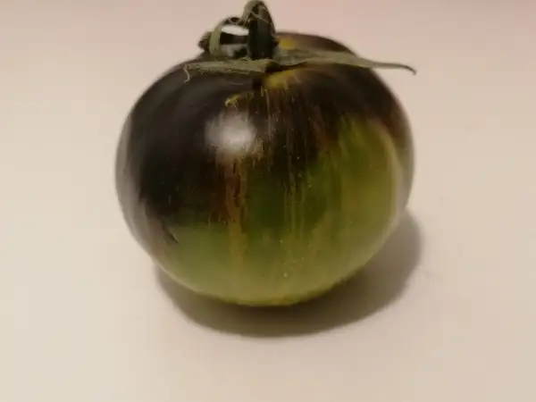 Tomaten: Blue Green Zebra