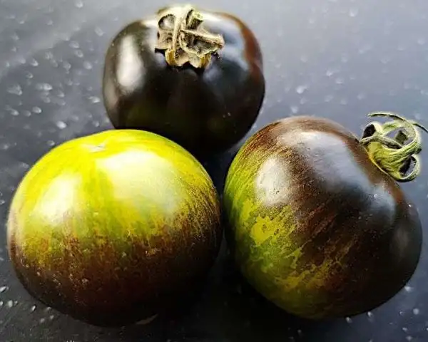 Tomaten: Blue Green Zebra