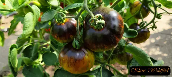 Tomaten: Blue Green Zebra
