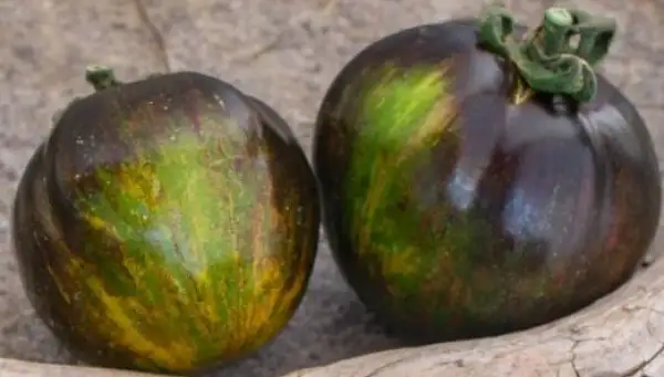 Tomaten: Blue Green Zebra