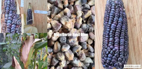 Mais: Blue Hopi