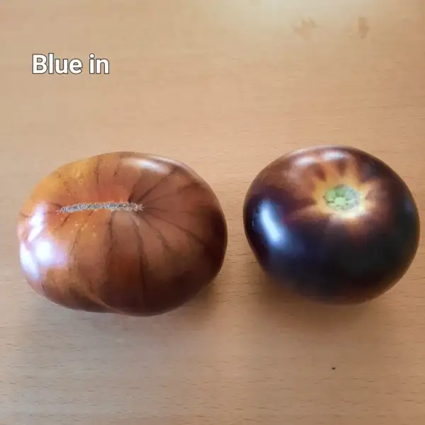 Tomaten: Blue in