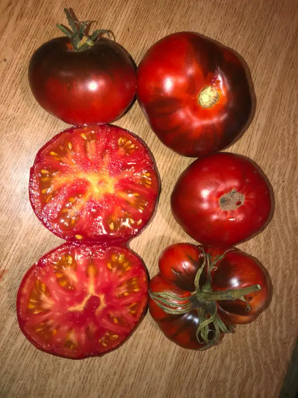 Tomaten: Blue jollies