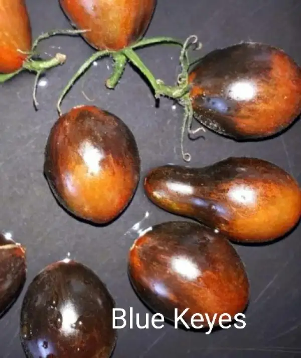 Tomaten: Blue Keyes