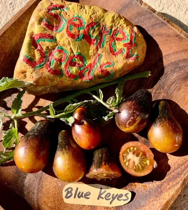 Tomaten: Blue Keyes