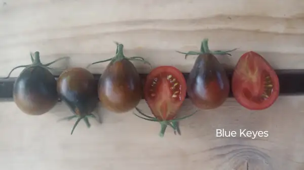 Tomaten: Blue Keyes