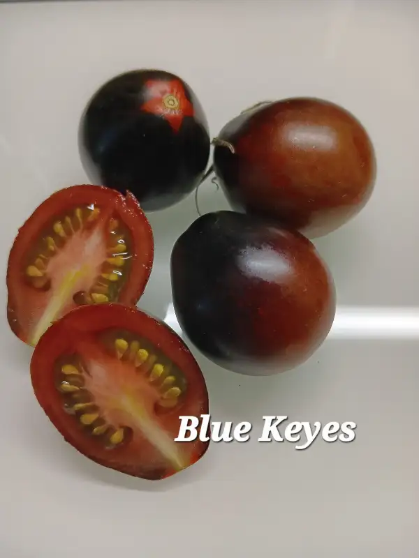 Tomaten: Blue Keyes