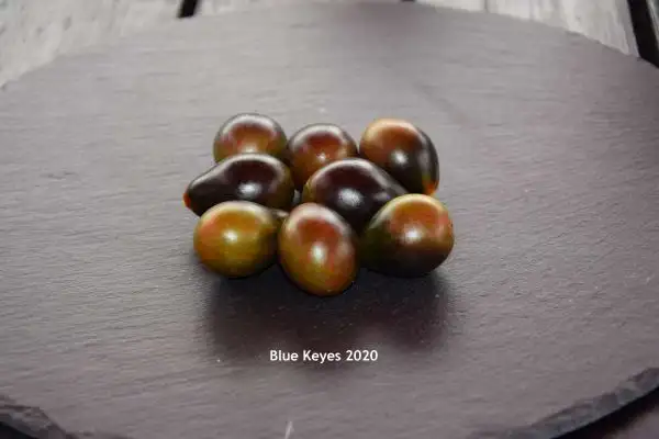 Tomaten: Blue Keyes