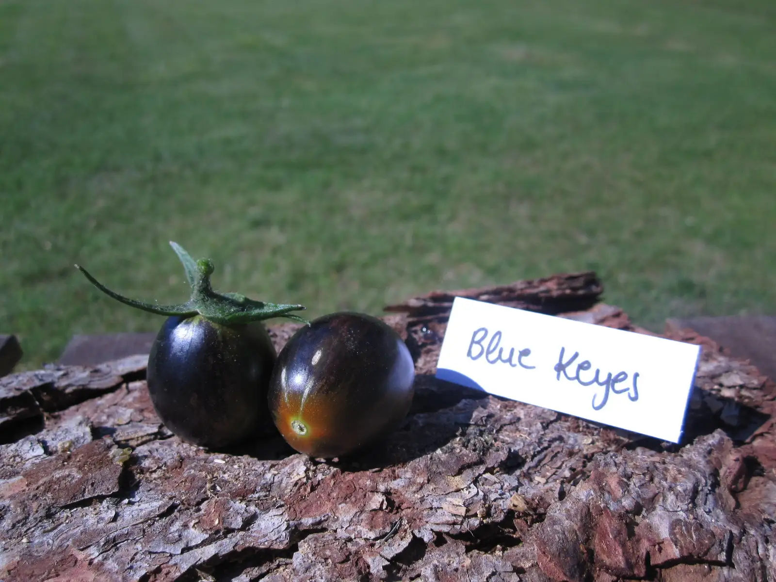 Tomaten: Blue Keyes